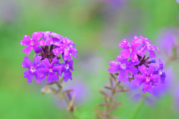 紫色 花朵 蝴蝶 粉色 小花