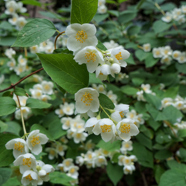 茉莉花摄影