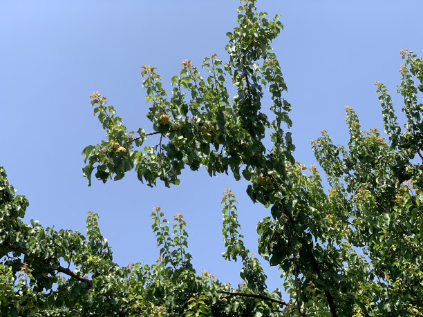 桃子图案花纹壁纸背景