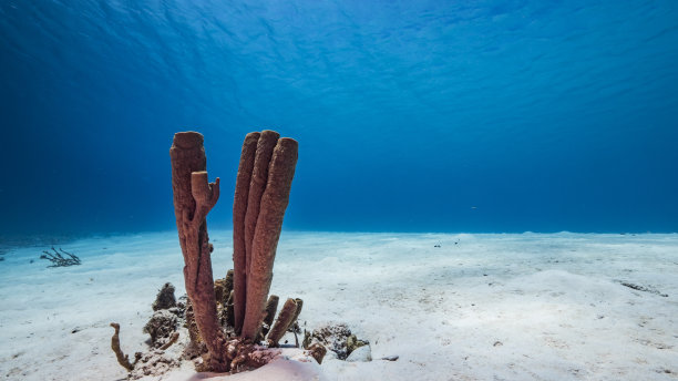 海洋生物 海底鱼类 海水