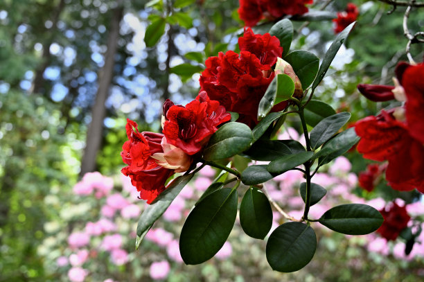 杜鹃花枝