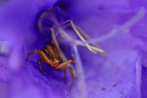 蜘蛛特写