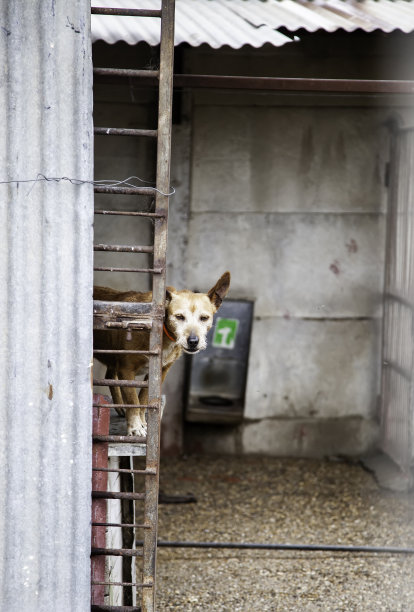 孤单狗犬小狗孤独寂寞