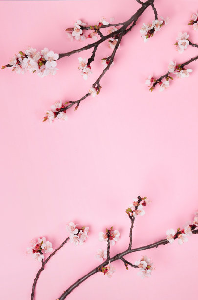 樱花 花的壁纸 高清图片