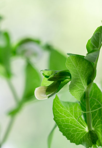 蔬菜,膳食纤维,清新