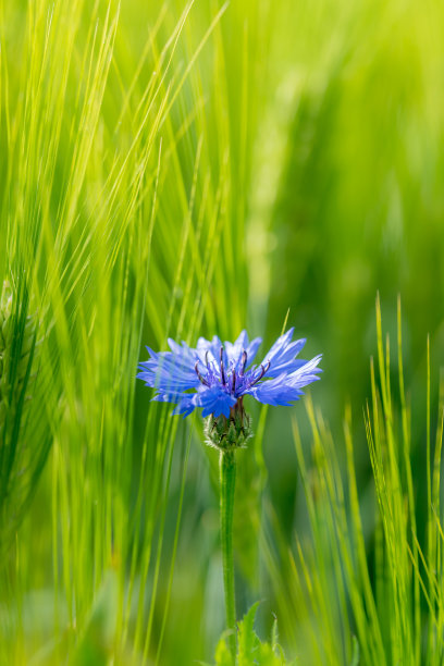 小麦花