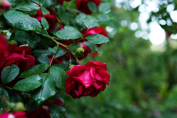 旁边红玫瑰花
