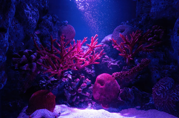 海底世界 鱼