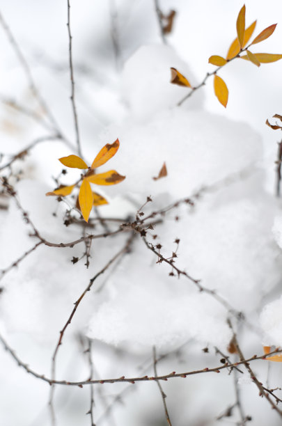 秋分霜降小雪冬大寒