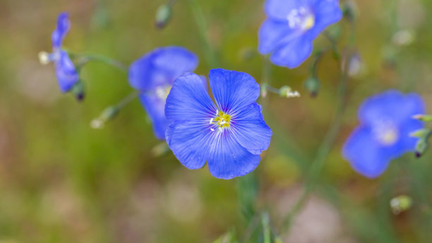 亚麻花