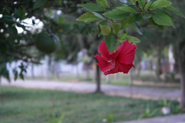 月季花树