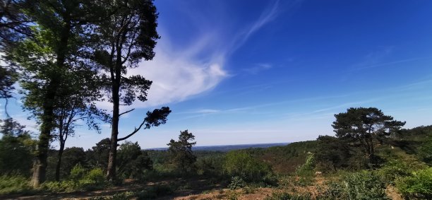 阳光森林小路,高清全景