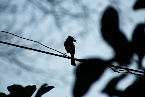 红耳鹎鸟