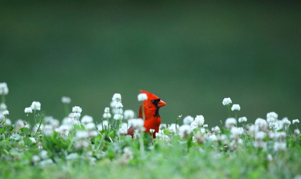 花鸟壁纸