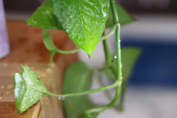 谷雨立夏小满芒种