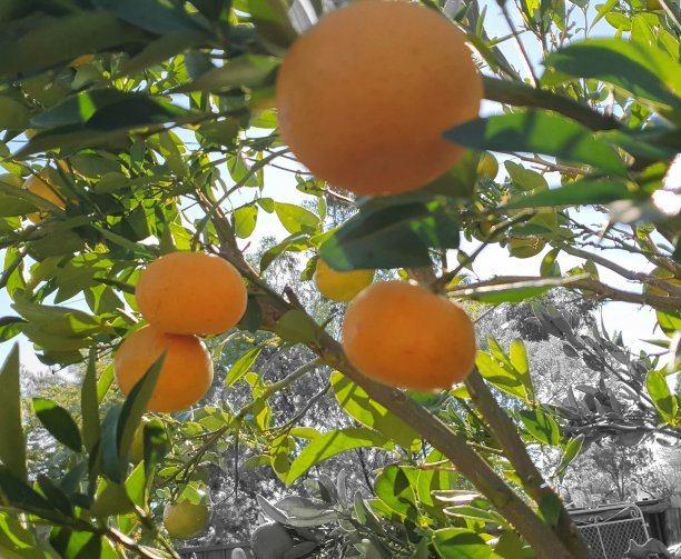 澳大利亚柑橘
