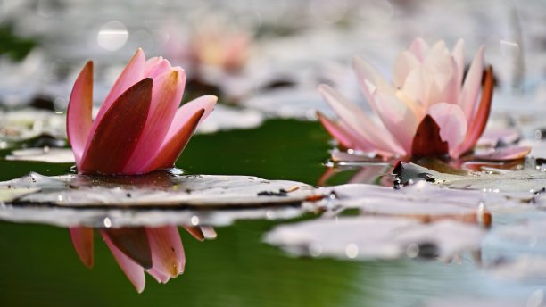 池塘中的莲花叶