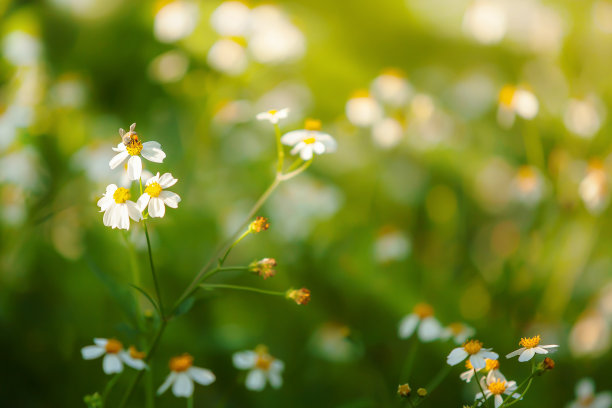 向日葵开花素材