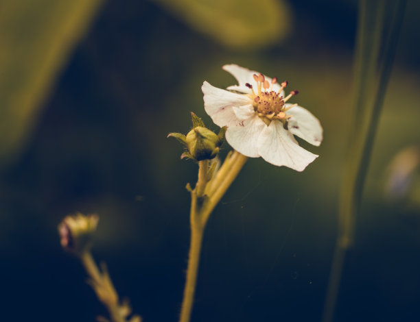 草莓开花,白色花