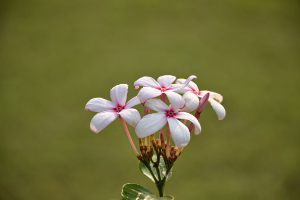 蜀葵特写