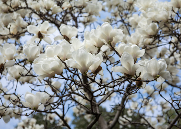 春天蓝色天空下的白色玉兰花