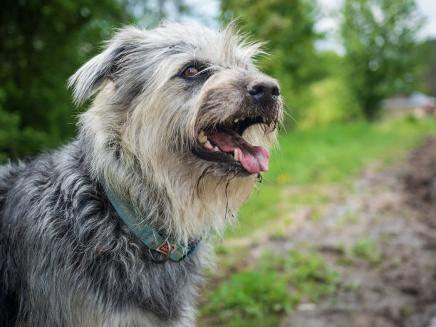 牧羊犬可爱