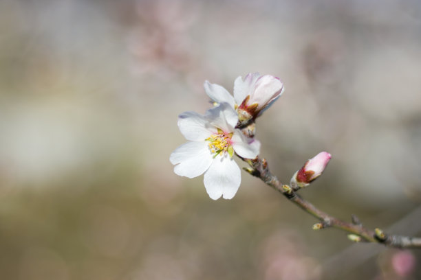 花朵素材