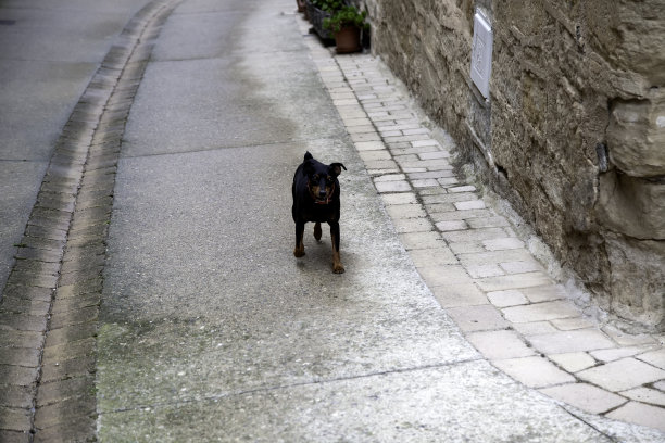 孤单狗犬小狗孤独寂寞