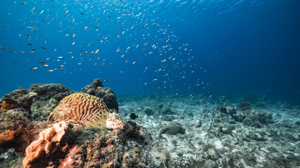 海洋生物 海底鱼类 海水