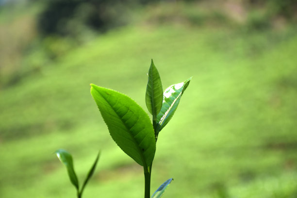 有机生态茶园