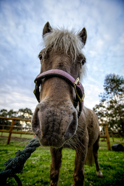 可爱的,绳子,马笼头