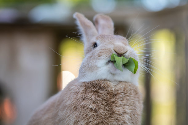 小灰兔吃东西