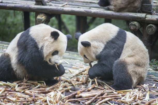 美丽成都