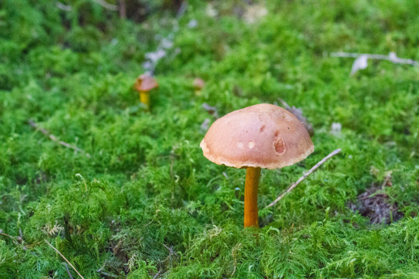 青苔地面