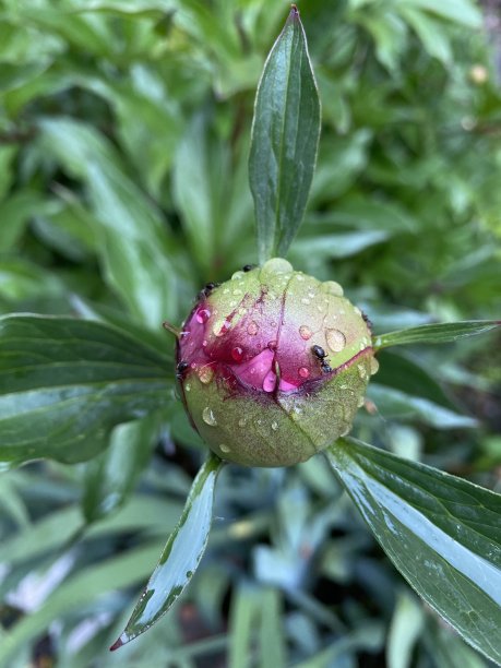 草与露水特写