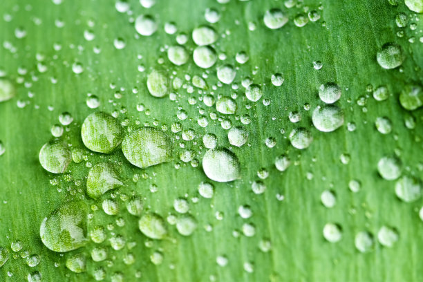 草与露水特写