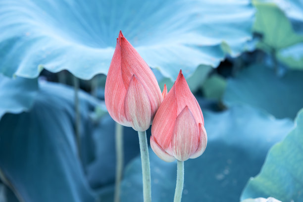 池塘中的莲花叶