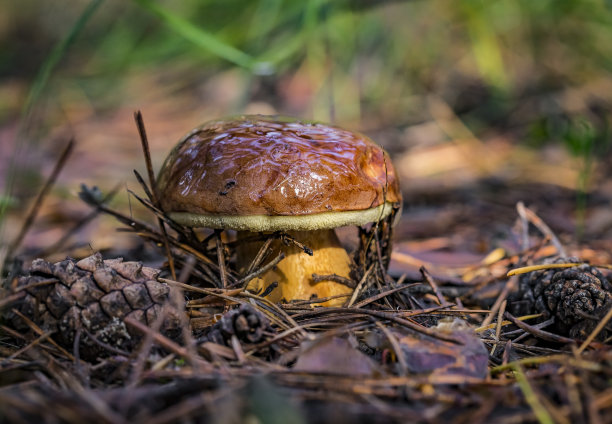 森林小蘑菇