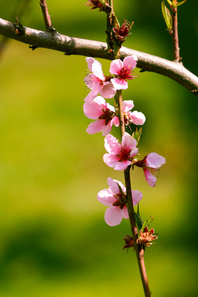 桃花壁纸