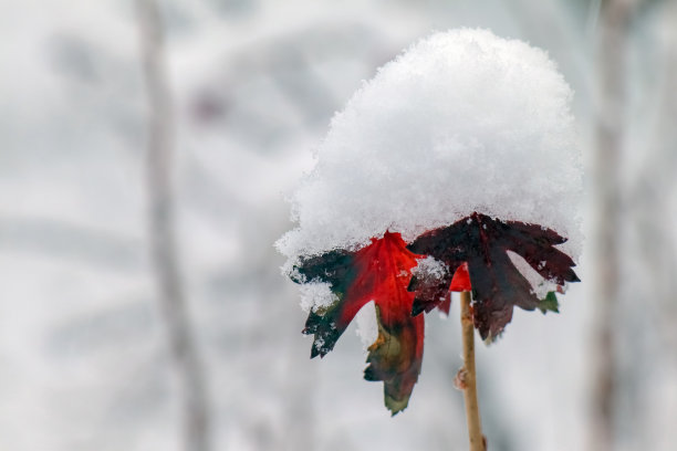 秋分霜降小雪冬大寒