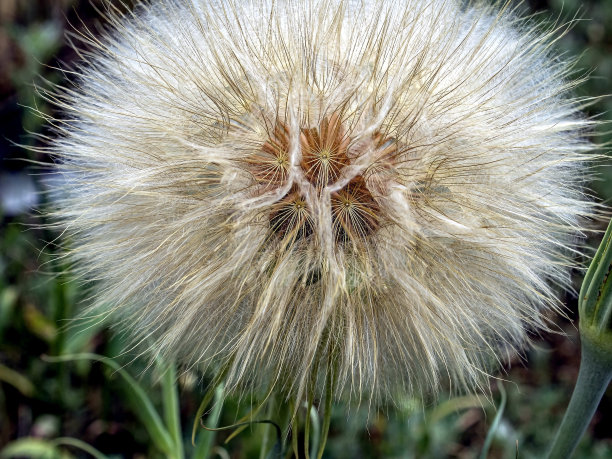 黄花婆罗门参种子