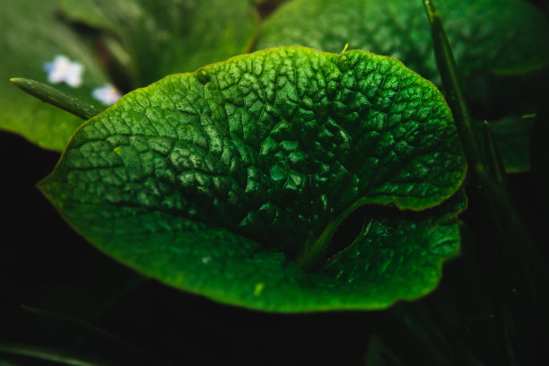 绿色多肉花朵植物