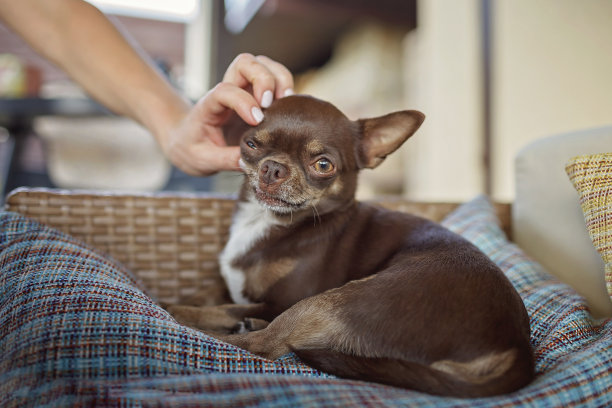 孤单狗犬小狗孤独寂寞