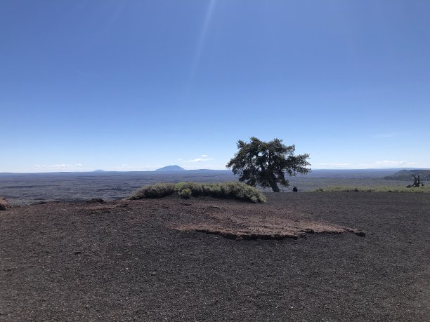 一棵树一个景