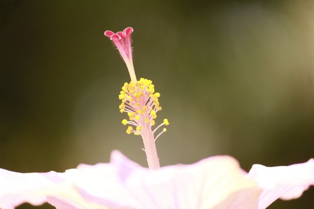 艳丽木槿花