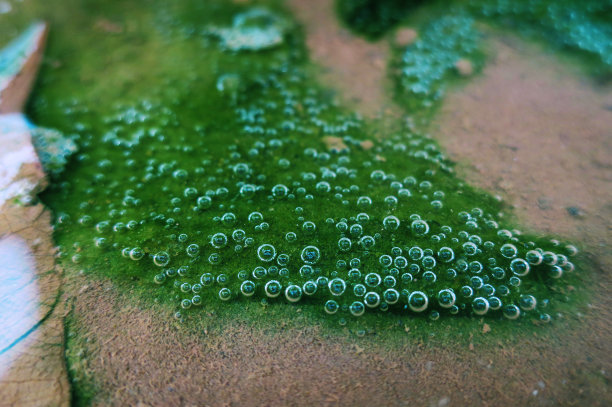 泰国海藻