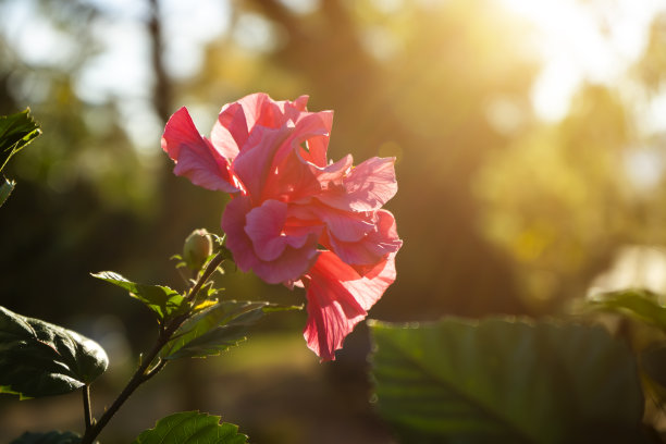 艳丽木槿花