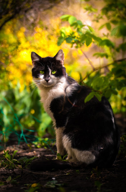 草从猫咪