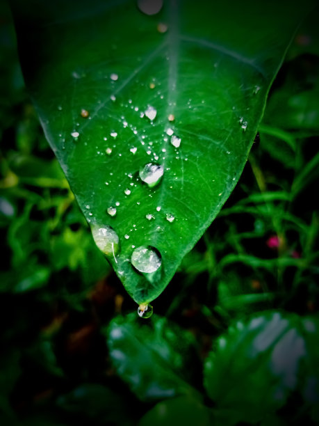 树叶上的雨水