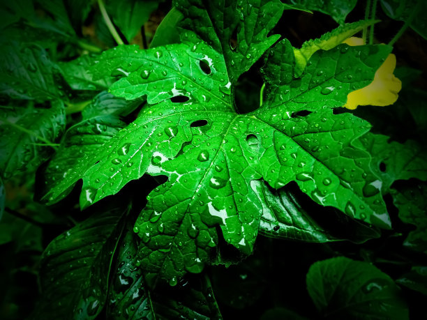 草与露水特写